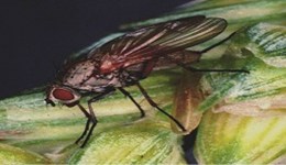 Wheat bulb fly risk and how to manage it
